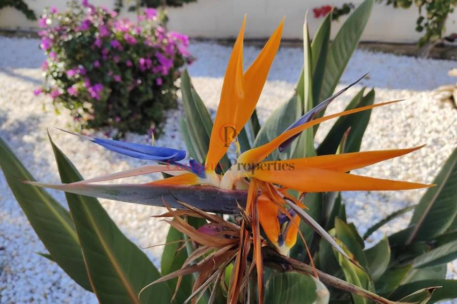 Vente - Apartment - Dénia