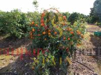 Verkauf - Villa - Ondara