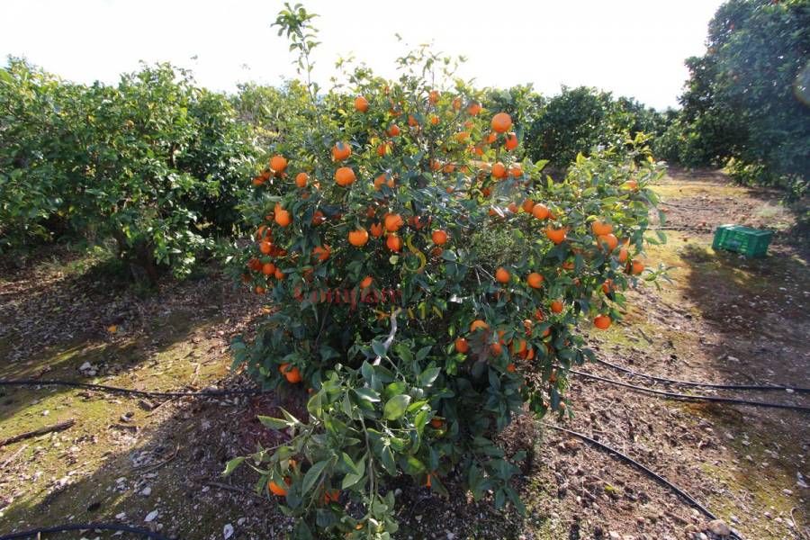 Verkauf - Villa - Ondara