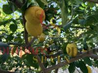 Verkoop - Villa - Monte Pego - 