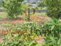 Verkauf - Plot - Dénia - Denia