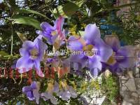 Venta - Villa - Oliva