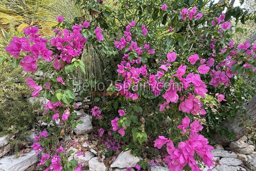 Venta - Villa - Oliva