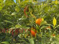 Vente - Villa - Jávea