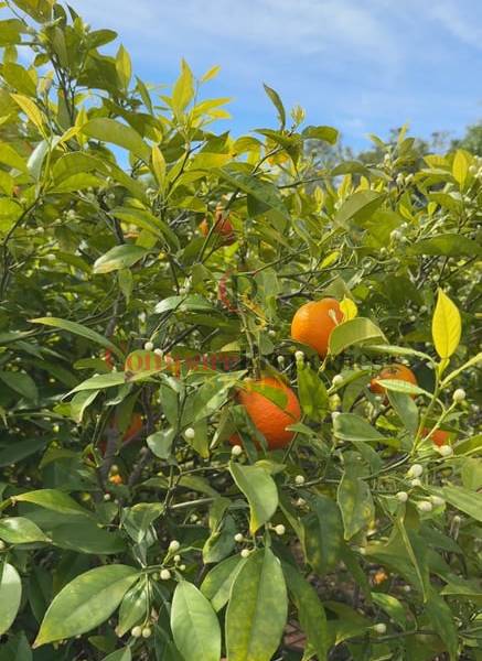 Vente - Villa - Jávea